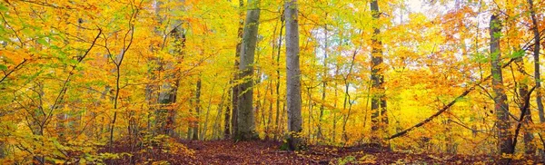Picturesque Scenery Golden Beech Tree Forest Mighty Tree Trunks Colorful — Fotografia de Stock