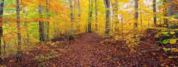 Kayın ağacı ormanındaki tepelerin panoramik manzarası. Güçlü ağaç gövdeleri, sarı, kırmızı, turuncu yapraklar. Idyllic sonbahar manzarası. Sonbahar mevsimi, ekoloji, doğa, çevre, eko-turizm, eğlence. Almanya