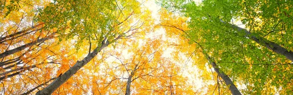 Altın kayın ağacı ormanının pitoresk manzarası. Güçlü ağaç gövdeleri, renkli sarı, kırmızı, turuncu yapraklar. Idyllic sonbahar manzarası. Mevsimler, sonbahar mevsimi, ekoloji, saf doğa, eko-turizm