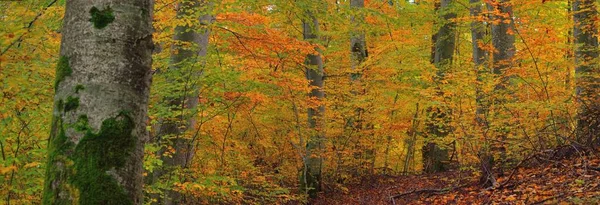 Мальовничі Пейзажі Золотого Букового Лісу Сильні Стовбури Дерев Барвисті Жовті — стокове фото