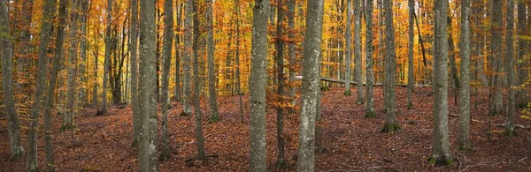 Muhteşem kayın ağacı ormanı. Güçlü ağaç gövdeleri, sarı, kırmızı, turuncu yapraklar. Idyllic sonbahar manzarası. Sonbahar mevsimi, ekoloji, doğa, çevre, eko-turizm