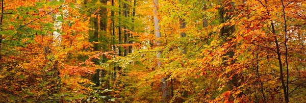 Muhteşem kayın ağacı ormanı. Güçlü ağaç gövdeleri, sarı, kırmızı, turuncu yapraklar. Idyllic sonbahar manzarası. Sonbahar mevsimi, ekoloji, doğa, çevre, eko-turizm