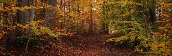 Majestätischer Buchenwald Mächtige Baumstämme Gelbe Rote Orange Blätter Idyllische Herbstlandschaft — Stockfoto