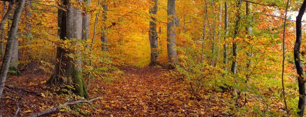 Majestic Beech Tree Forest Mighty Tree Trunks Yellow Red Orange — Stock fotografie