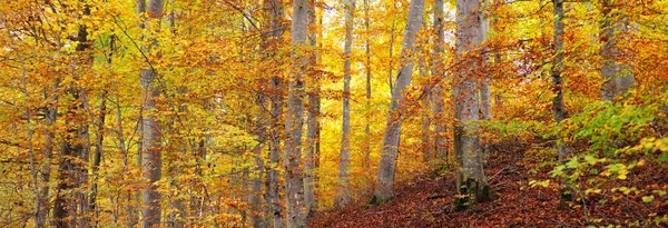 너도밤나무 나무줄기 노란색 빨간색 주황색 목가적 풍경입니다 생태학 생태관광 — 스톡 사진