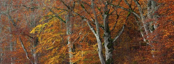 Muhteşem kayın ağacı ormanı. Güçlü ağaç gövdeleri, sarı, kırmızı, turuncu yapraklar. Idyllic sonbahar manzarası. Sonbahar mevsimi, ekoloji, doğa, çevre, eko-turizm