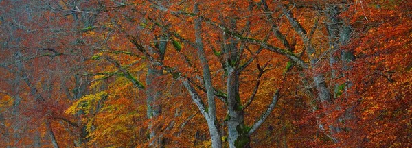 Muhteşem kayın ağacı ormanı. Güçlü ağaç gövdeleri, sarı, kırmızı, turuncu yapraklar. Idyllic sonbahar manzarası. Sonbahar mevsimi, ekoloji, doğa, çevre, eko-turizm