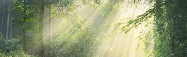 Стежка Величному Зеленому Листяному Лісі Природний Тунель Сильні Силуети Дерева — стокове фото