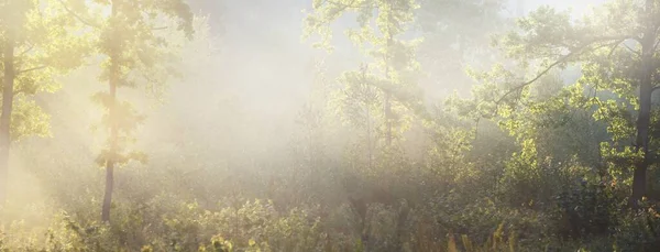 日出时分 神秘的常绿森林 金色的阳光 松树和冷杉树的特写 光线流过树干 风景如画 Idyllic景观 纯洁的天性 — 图库照片