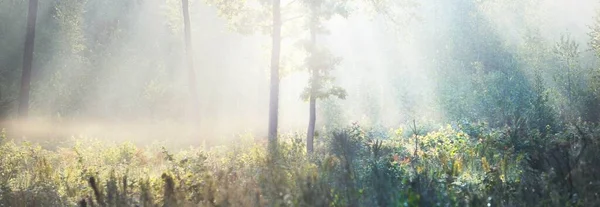Mystérieuse Forêt Feuilles Persistantes Lever Soleil Lumière Soleil Dorée Rayons — Photo