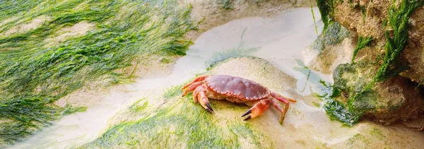 Düşük Gelgit Sırasında Yeşil Alglerle Kaplanmış Kumda Yenilebilir Yengeç Yengeç — Stok fotoğraf