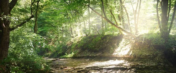 Açık bir yaz gününde ormanda küçük bir dağ nehri. İtalya. Potamon sp tatlısu yengeci için doğal yaşam alanı. Kristal berrak su ve kayalar yakın plan. Ekoloji, çevre koruma, zooloji