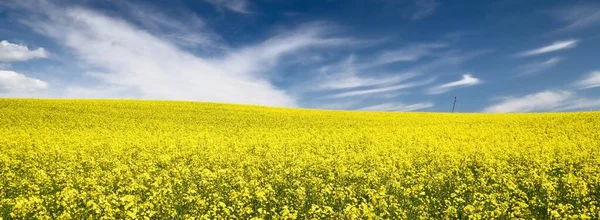 Açan kolza tohumu tarlası. Parlayan bulutlu açık mavi gökyüzü. Bulutlar. Kırsal alan. Tarım, biyoteknoloji, yakıt, gıda endüstrisi, alternatif enerji, çevre koruma. Panoramik görünüm