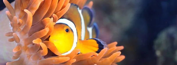 Amphiprion Ocellaris Klaun Mořském Akváriu Oranžové Rostliny Zblízka Barevný Vzor — Stock fotografie