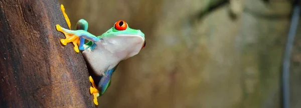 Rana Ojos Rojos Agalychnis Callidryas Sentada Tronco Árbol Cerca Laboratorio — Foto de Stock