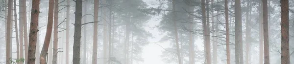 雄大な常緑の森を通過します 神秘的な霧 フェア スプルース 松の木 牧歌的な夏のシーン 環境保全 暗い大気の風景 パノラマビュー — ストック写真