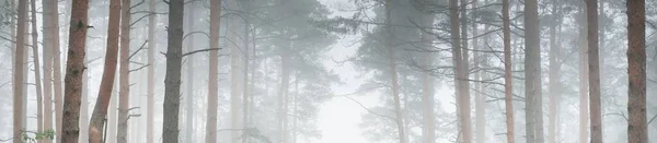 Caminho Através Majestosa Floresta Perene Nevoeiro Misterioso Abeto Abeto Pinheiros — Fotografia de Stock