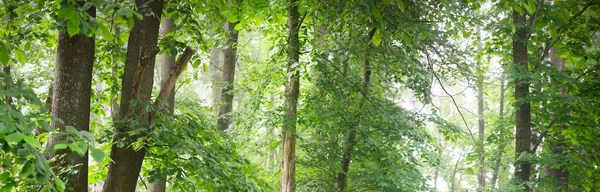 Árvores Verdes Poderosas Num Nevoeiro Branco Manhã Close Colinas Floresta — Fotografia de Stock