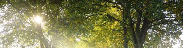 森林在神秘的晨雾中 柔和的阳光 Idyllic秋季场景 纯自然 大气景观 — 图库照片