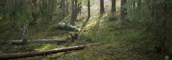 Görkemli Kuzey Evergreen Ormanı 'ndan geçen yol. Güçlü çam ağaçları, çam ağaçları, ağaç kütükleri. Yosun, eğrelti otu, bitkiler. Yumuşak ışık, güneş ışınları. Atmosferik manzara. Finlandiya 'da ilkbahar başlarında. Doğa, eko-turizm