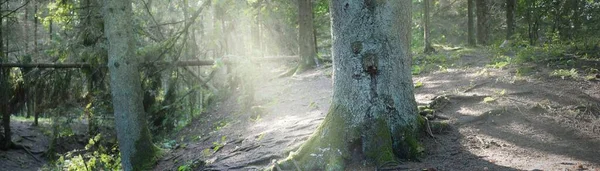 Örökzöld Erdő Festői Látványa Ősi Fenyő Lombhullató Fák Sziklák Moha — Stock Fotó
