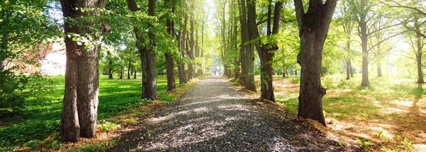 Uma Estrada Cascalho Através Árvores Verdes Altas Parque Cidade Dia — Fotografia de Stock