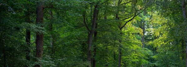 Droga Wiejska Ścieżka Przez Wzgórza Zielonych Lasów Bukowych Potężne Drzewa — Zdjęcie stockowe