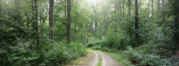 Сільська Дорога Стежка Через Пагорби Зеленого Букового Лісу Могутні Дерева — стокове фото