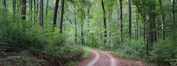 Estrada Rural Caminho Através Das Colinas Floresta Faia Escura Árvores — Fotografia de Stock