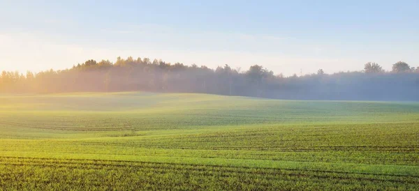 Groene Landbouwgrond Met Trekkersporen Kleurrijk Bos Bij Zonsopgang Close Gouden — Stockfoto