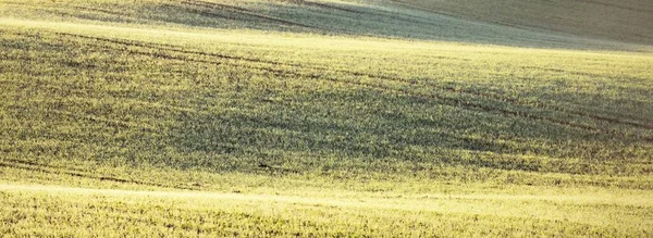 Campo Agricolo Arato Verde Con Tracce Trattori All Alba Primo — Foto Stock