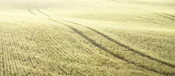 Green Arado Campo Agrícola Com Trilhas Trator Nascer Sol Close — Fotografia de Stock