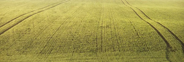 Grön Plöjd Jordbruksmark Med Traktorspår Vid Soluppgången Närbild Gyllene Ljus — Stockfoto