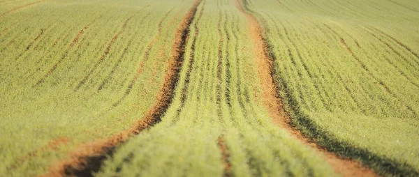 Green Plowed Agricultural Field Tractor Tracks Sunrise Close Golden Light — Stock Photo, Image