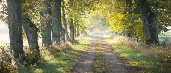 Single Lane Rural Asphalt Road Alley Mighty Trees Golden Sunlight — Foto Stock