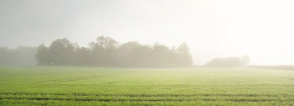 Green Arado Campo Agrícola Com Trilhas Trator Floresta Nascer Sol — Fotografia de Stock