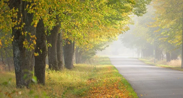 Güçlü ağaçların arasından tek şeritli kırsal asfalt yolu (alley). Altın güneş ışığı, güneş ışığı, sis, gölgeler. Peri sonbahar sahnesi. Umut, cennet, vahşi doğa, yalnızlık, doğa, ekoloji, yürüyüş, bisiklet