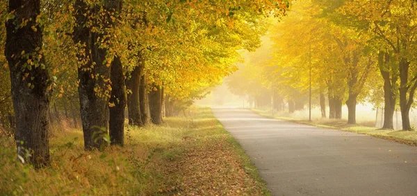 Güçlü ağaçların arasından tek şeritli kırsal asfalt yolu (alley). Altın güneş ışığı, güneş ışığı, sis, gölgeler. Peri sonbahar sahnesi. Umut, cennet, vahşi doğa, yalnızlık, doğa, ekoloji, yürüyüş, bisiklet