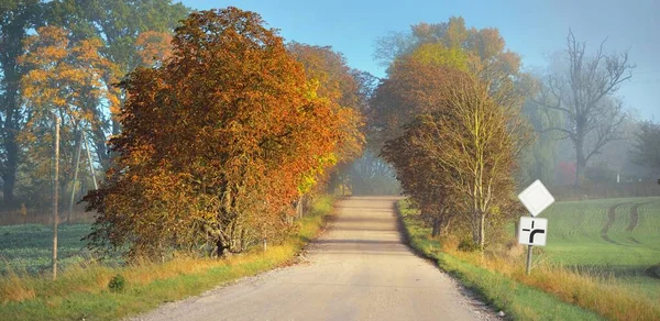 单行线乡村沥青路 穿过茂密的树木 金色的阳光 仙女秋天的场景 骑自行车 — 图库照片