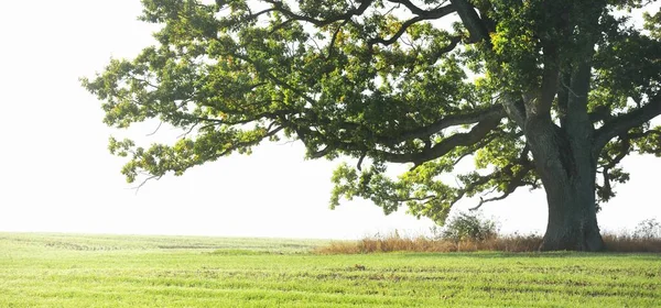 Machtige Eikenboom Met Groene Gouden Bladeren Bij Zonsopgang Ochtendmist Schilderachtig — Stockfoto