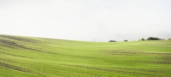 Groene Heuvels Geploegd Landbouwveld Met Trekkersporen Bos Bij Zonsopgang Close — Stockfoto