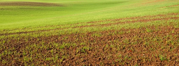 Zielone Pole Uprawne Śladami Ciągnika Wschodzie Słońca Zbliżenie Złote Światło — Zdjęcie stockowe