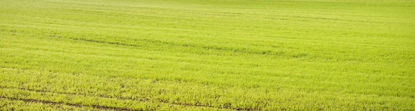 Green Plowed Agricultural Field Tractor Tracks Sunrise Close Golden Light — Stock Photo, Image