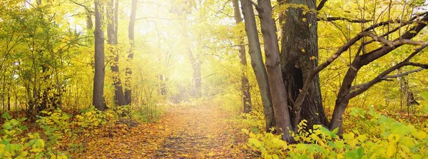 秋天的森林落叶乔木 有五彩缤纷的绿色 金色叶子 阳光穿过树枝 生态旅游 — 图库照片