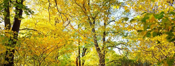 Renkli yeşil, sarı, turuncu, altın yapraklı yaprak döken ağaçlar. Dalların arasından güneş ışınları, yumuşak ışık. Doğal doku, grafik kaynaklar. Sonbahar, mevsimler, çevre