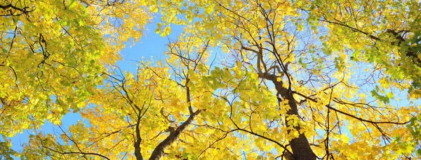 Renkli yeşil, sarı, turuncu, altın yapraklı yaprak döken ağaçlar. Dalların arasından güneş ışınları, yumuşak ışık. Doğal doku, grafik kaynaklar. Sonbahar, mevsimler, çevre