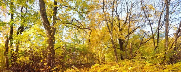 落叶乔木 有五彩缤纷的绿色 金色叶子 阳光穿过树枝 柔和的光线 自然质感 图形资源 — 图库照片