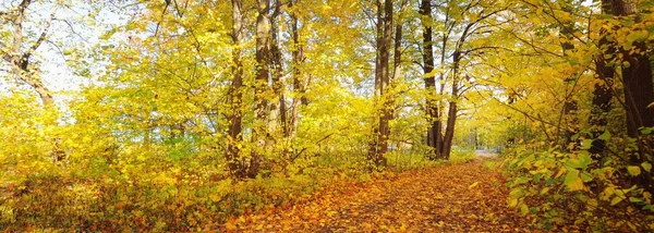 Arbres Feuilles Caduques Aux Feuilles Vertes Jaunes Orange Dorées Colorées — Photo