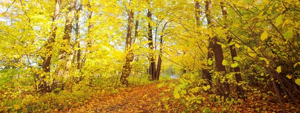 Autumn Forest Deciduous Trees Colorful Green Yellow Orange Golden Leaves — стоковое фото