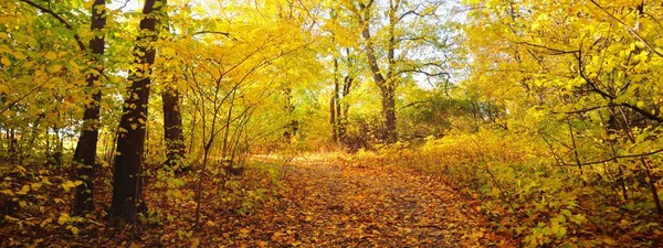 Sonbahar ormanı. Renkli yeşil, sarı, turuncu, altın yapraklı yaprak döken ağaçlar. Dalların arasından güneş ışınları. Ekoloji, mevsimler, çevre